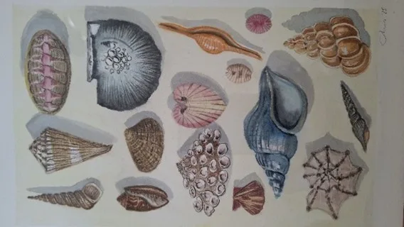 Aquarelillustratie van schelpen